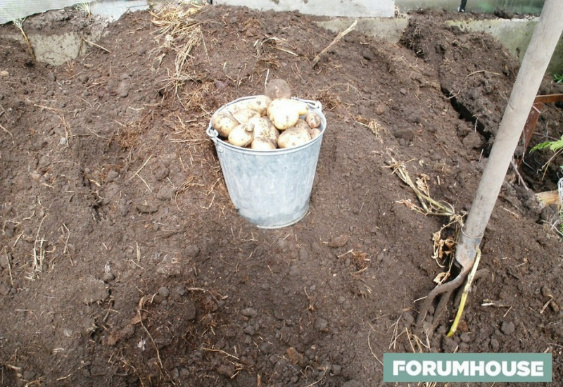 Два вечера потрудился - все лето балдеешь! Участники FORUMHOUSE выращивают картошку нетрадиционными способами