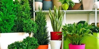 Большие горшки для цветов: рекомендации по выбору