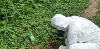 Дератизация кротов: как избавиться от них на дачном участке?