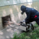 Как профессионально избавиться от крыс: проверенные методы и советы