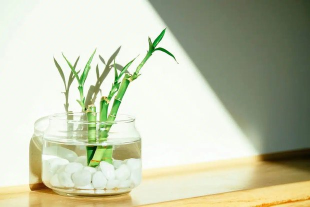 10 трав, цветов и овощей, которые легко вырастить в стакане воды