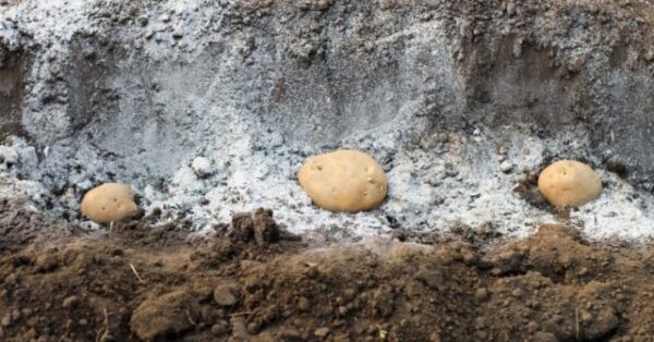 Лучшее удобрение для картофеля: Топ 12 лучших средств, самые эффективные разновидности удобрений