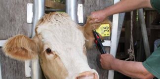 Современные средства маркировки в животноводстве: виды и особенности