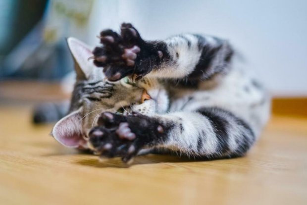 10 распространенных ошибок, которые допускают многие владельцы кошек