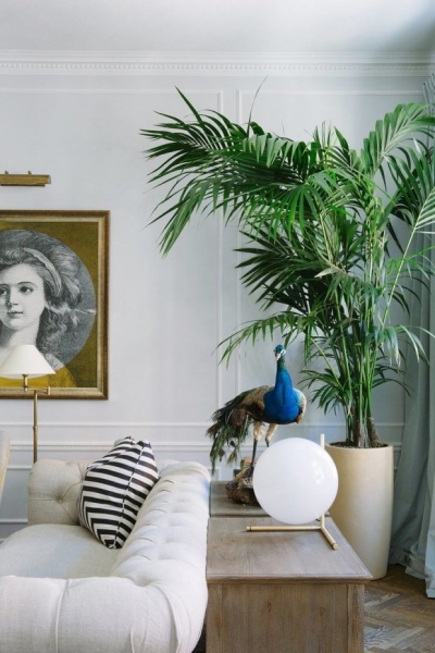 4 лучших комнатных пальмы для интерьера