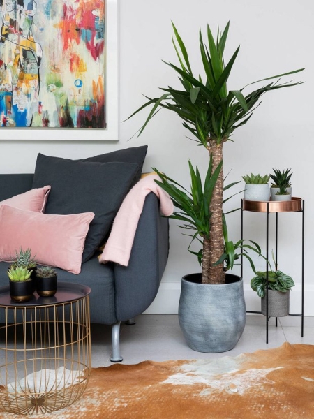 4 лучших комнатных пальмы для интерьера