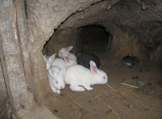 Как построить клетку для кроликов своими руками: подробная инструкция