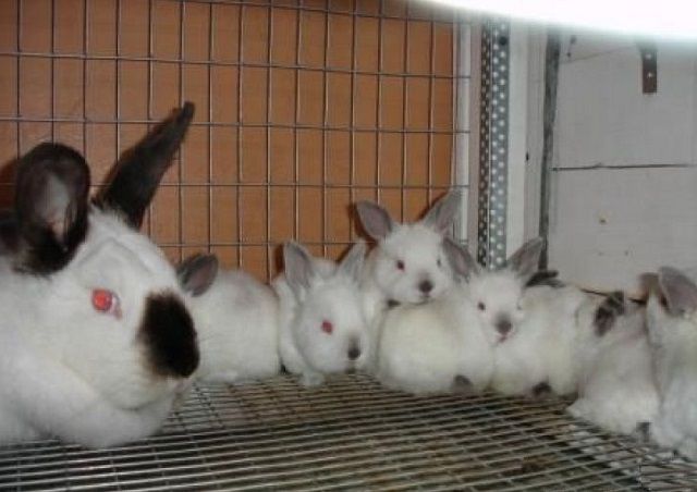 Как построить клетку для кроликов своими руками: подробная инструкция