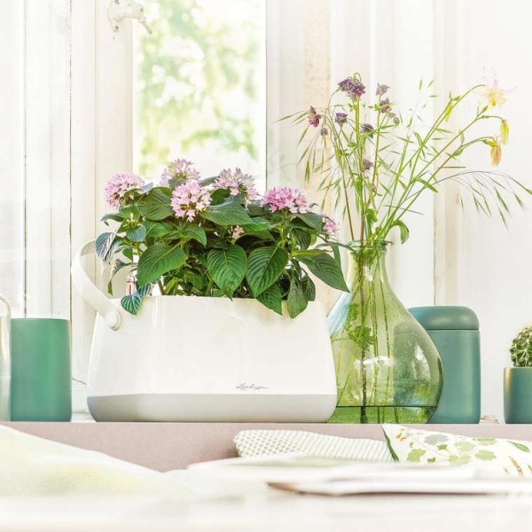5 лучших приложений по уходу за домашними растениями