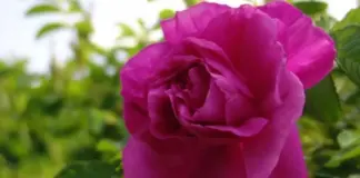 Без усилий. Агроном Туманов назвал сорта роз, за которыми не надо ухаживать