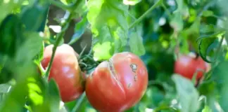 Будут как с картинки! Почему трескаются помидоры и как этого избежать