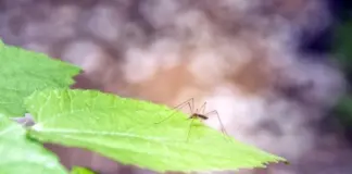 И не надо здесь жужжать! Лаванда и мята избавят дачу от комаров