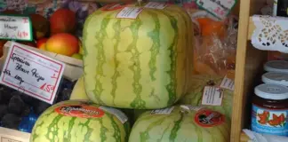 Как вырастить квадратные арбузы?