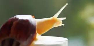 Каннибал и любит пиво. Агроном Туманов открыл, как вытравить слизней с дачи