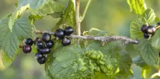 Лечите! Агроном Туманов: черная смородина не уродилась по одной причине