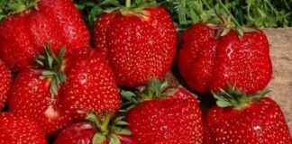 Лучшие ремонтантные сорта клубники: Топ 19 популярных видов, особенности и правила выращивания