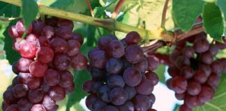 Лучшие сорта винограда: Топ 15 популярных видов для производства вина и употребления в качестве десерта