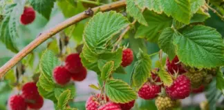 Метод проб и ошибок. Агроном Туманов открыл, как создать идеальный малинник