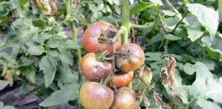 Можно ли есть плоды с растений, больных фитофторой?