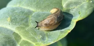 Найти и обезвредить. Адская жара загнала слизней в подвалы дач — это опасно