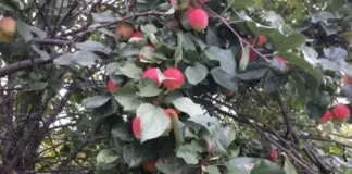 Не боятся дождя. Топ-6 сортов яблонь, которые не умрут от грибных болезней