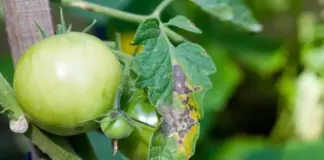 Не делайте это! Одна ошибка дачников в жару приводит к развитию фитофторы