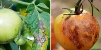 Не путайте с фитофторой! Антракноз не щадит ни сад, ни огород, ни газон