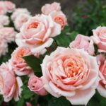 Не терпят соседей: цветы и кустарники, рядом с которыми ничего не растет