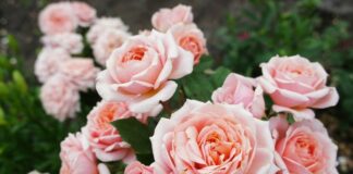 Не терпят соседей: цветы и кустарники, рядом с которыми ничего не растет