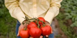 Не только салаты и консервы. Правильно собираем семена томатов