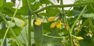Нечего засаливать. Почему желтеют, засыхают и опадают завязи огурцов