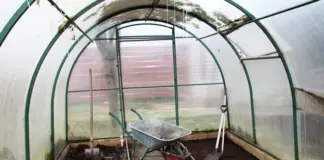 Опасна ли плесень в теплице?