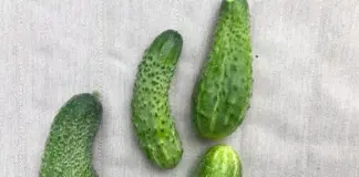 Почему огурцы изгибаются, и как вырастить их ровными?