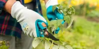 Последний месяц лета на пороге. Список важных дел в саду на август