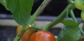 Прекратите это! Тремя простыми действиями дачники сами запускают фитофтору