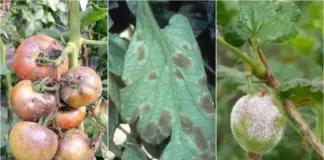 Сгниёт всё. Четыре страшнейшие болезни атакуют растения в этом августе