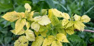Сигнал, что есть проблема. Почему желтеют листья малины и что делать