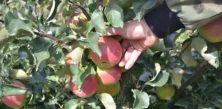 Снимем стресс! Агроном Никоноров открыл, как ухаживать за яблонями в июле