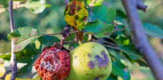 Спасти урожай. Октябрина Ганичкина разбирает, почему гниют яблоки на ветках