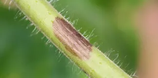 Ставим диагноз. Как выглядит фитофтора на ваших помидорах