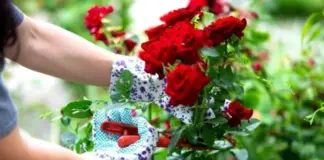 Тут грибок. Агроном Туманов открыл, чем болеют розы в июле и как их лечить