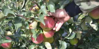 Убьет и яблоки, и яблоню. Монилиоз уничтожает сады — как с ним бороться?