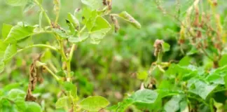 Урожая не будет? Агроном Туманов: в ливни картофель поражает грибок