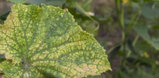 Важно исправить! Пять проблем, на которые указывают желтые листья у огурцов