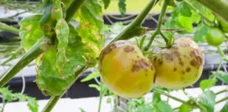 Вода и воздух. Пять ошибок ухода, из-за которых растения атакует фитофтора