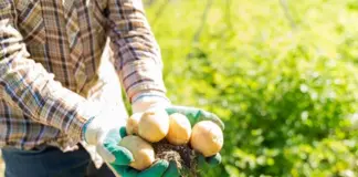 Вот так сорт. Агроном Туманов назвал, какой картофель не боится фитофторы