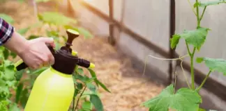 Заболел на грядке. Определитель болезней огурца: фото, симптомы, как лечить