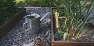 Запрыгнуть в последний вагон. Что можно посеять в конце июля