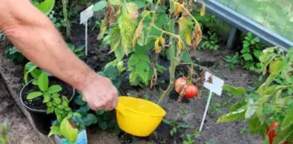 Зажарятся. Агроном Туманов рассказал, как спасти помидоры в теплице в жару