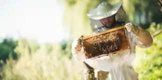 Без пчёл и рабсилы. Дачников ждут новые запреты с 1 сентября